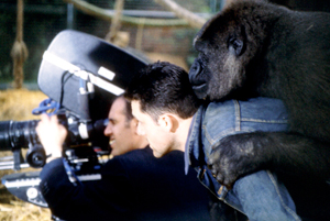 gorilla